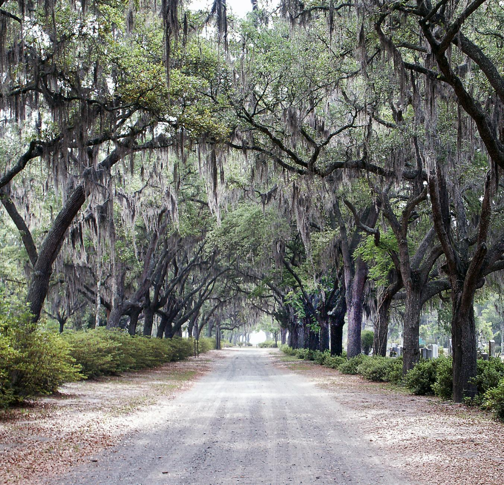enchanting oak avenue in bonaventure cemetery